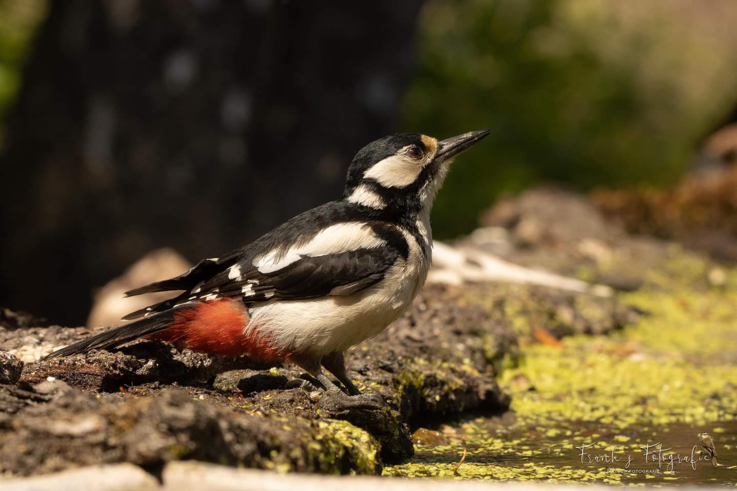 Nationale Vogeltelling dit weekend, doe je mee?